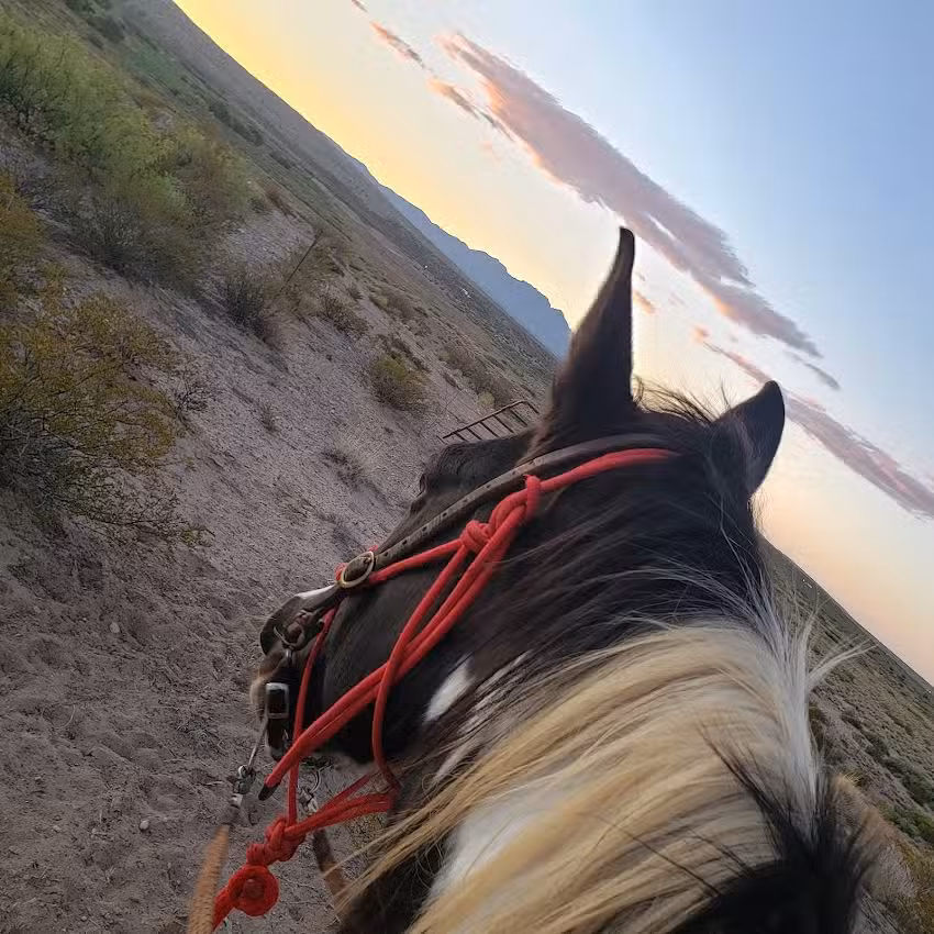 Acacia Riding Adventures