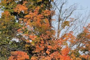 Adirondack Foothills Visitor Center
