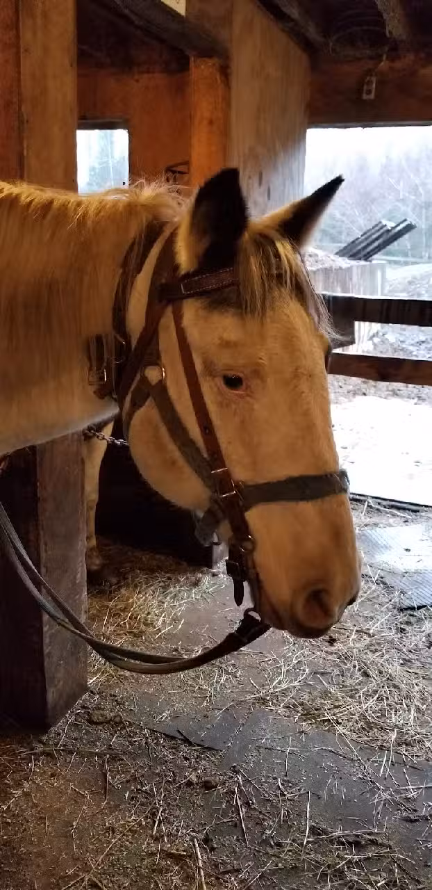 Adirondack Saddle Tours Inc