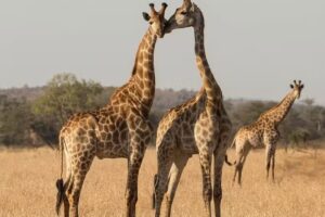 Admiral Travel International