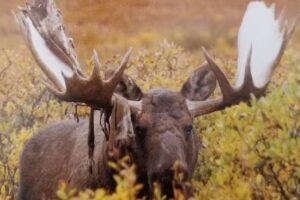 Adventure Denali / Fish Denali