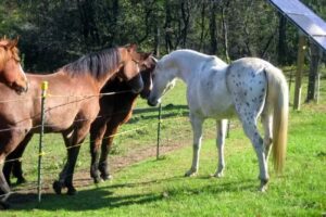 Adventure Horse Riding in NYS