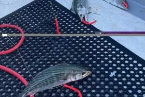 Adventure Rhode Island Fishing Charters