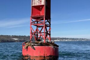 Adventure Whale Watching