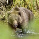 Adventures In Kodiak