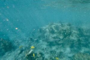 Adventures In Paradise Snorkel Tours