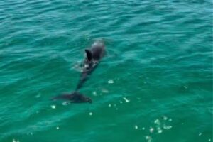 Affordable Crab Island Tours