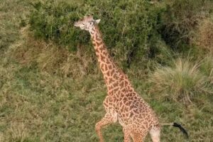 Africa Adventure Consultants