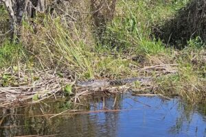 Airboats & Alligators
