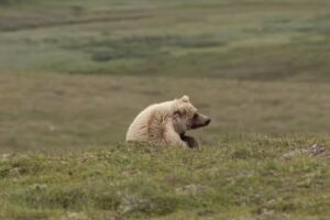 Alaska Alpine Adventures