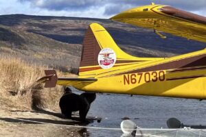 Alaska Grizzly Safari