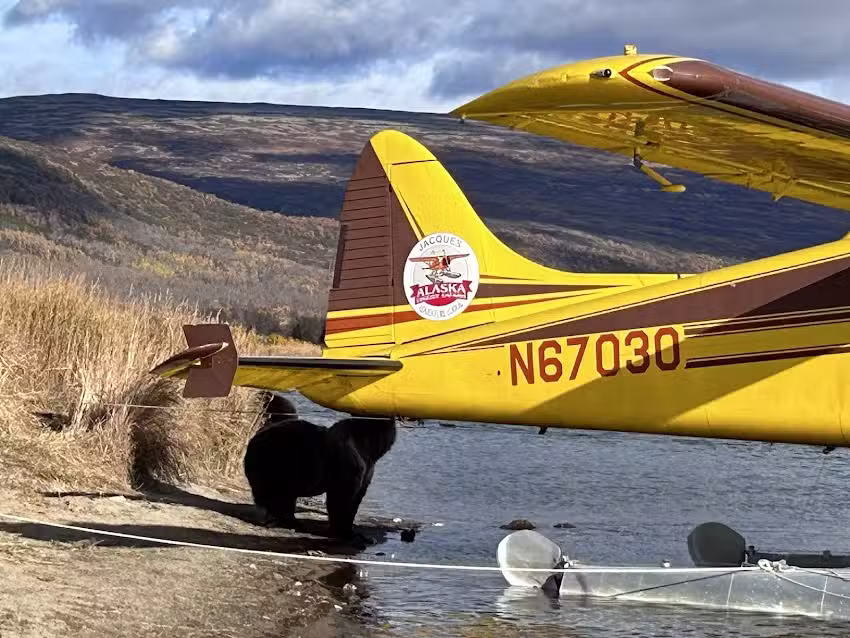 Alaska Grizzly Safari