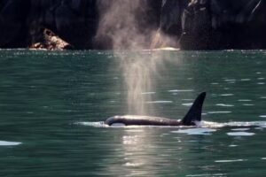 Alaska Saltwater Lodge