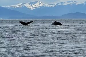 Alaska Shore Excursions