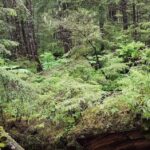 Alaska Travel Adventures Inc