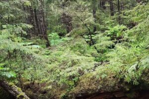 Alaska Travel Adventures Inc