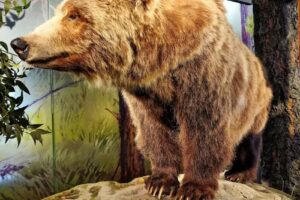 Albright Visitor Center