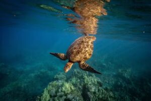 Alii Nui Sailing Charters