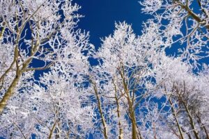 All Mountain Rentals, LLC