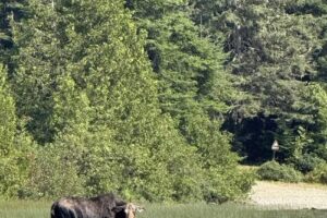 Allagash Destinations