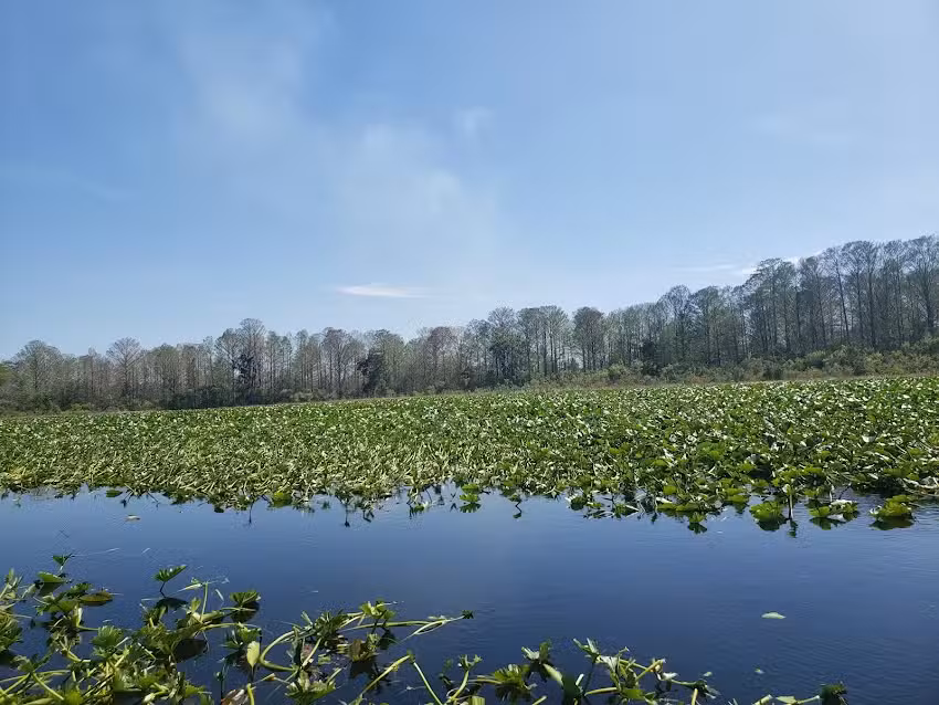 Alligators Unlimited Nature Tours