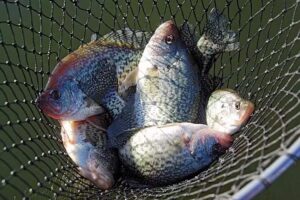 Allwater Outfitters LLC