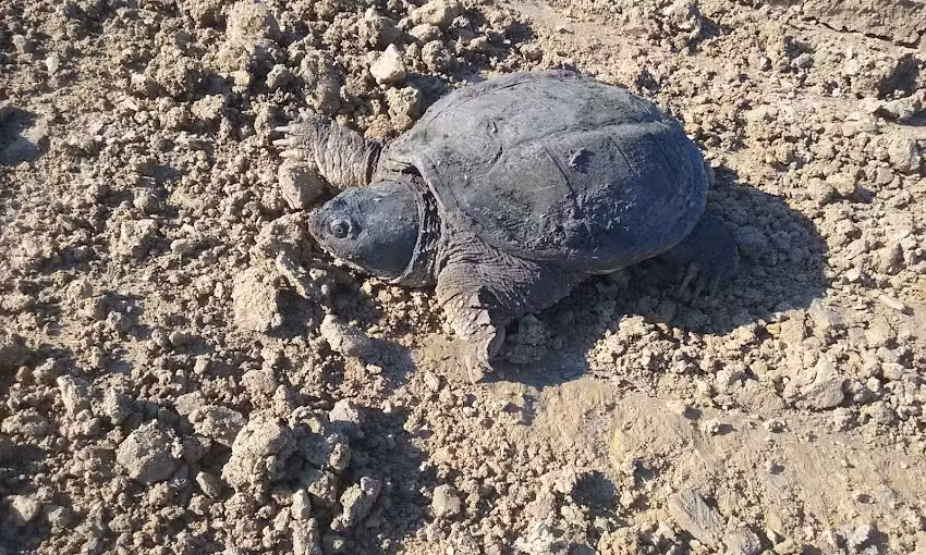 Alpha Travel Associates