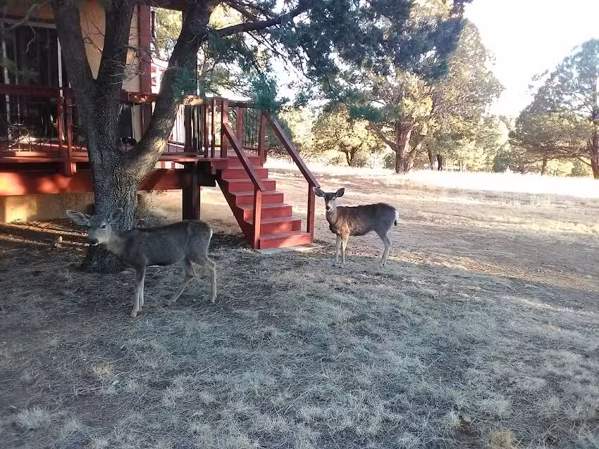 Alto Alps Condominiums