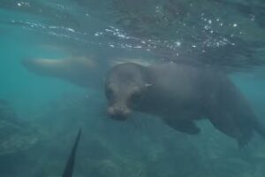 American Council for International Studies