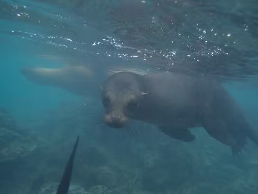 American Council for International Studies