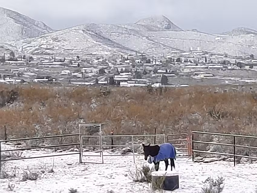 American Equine Company