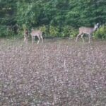 American Express Travel