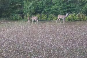 American Express Travel