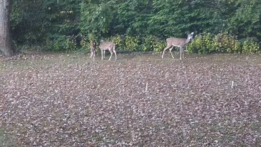 American Express Travel