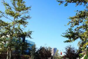 American Lion Transportation