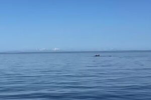 Anacortes Whale Watching Tours