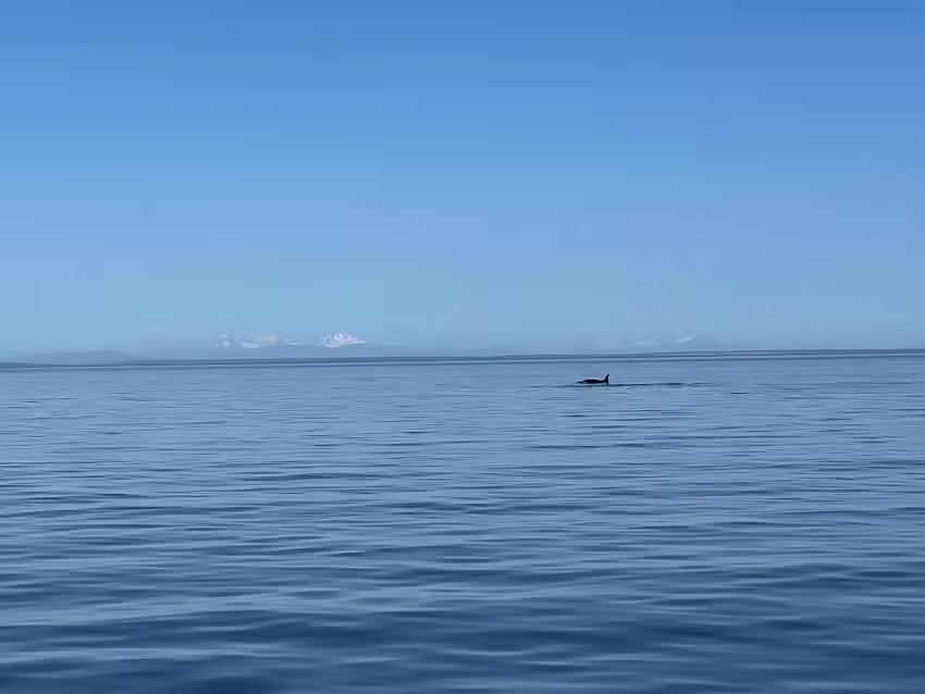 Anacortes Whale Watching Tours