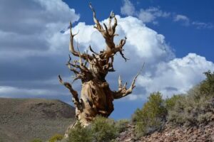 Ancient Bristlecone Pine Forest Visitor Center
