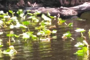 Anglers Riverside Retreat