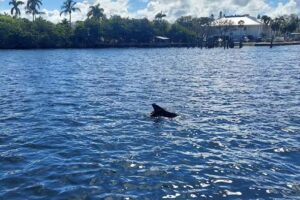 Anna Maria Island Dolphin Tours