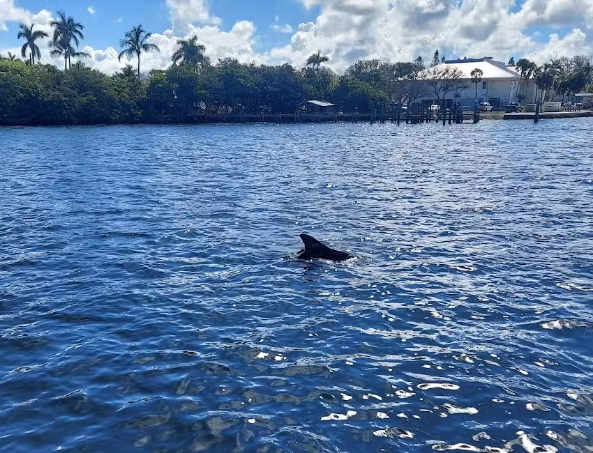 Anna Maria Island Dolphin Tours