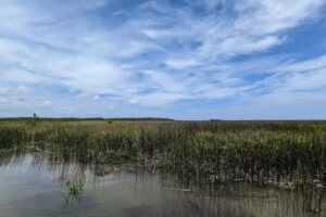 Apalachicola Airboat Adventures & Boat Tours