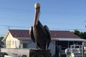 Apex Aqua Adventures LLC.