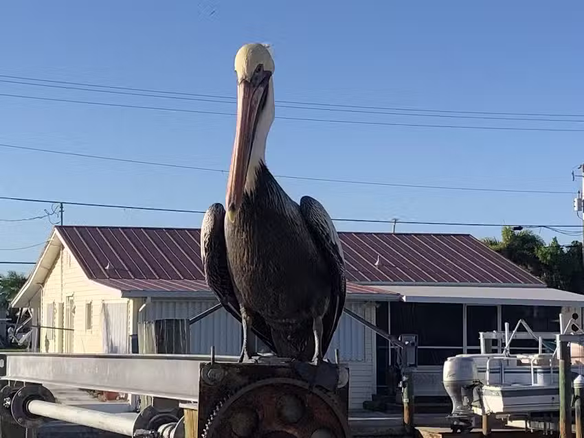 Apex Aqua Adventures LLC.