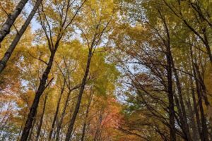 Appalachian Horseback Riding Adventures