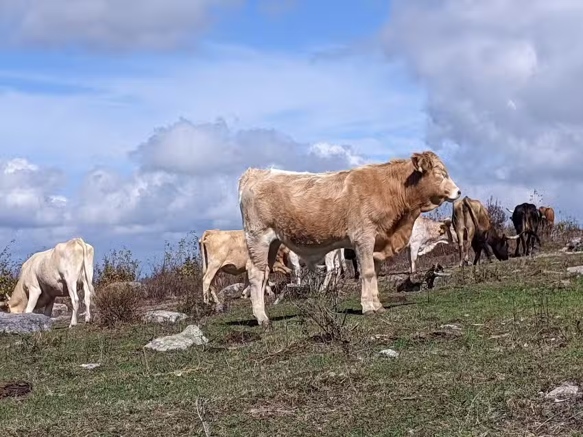 Appalachian Horseback Riding Adventures