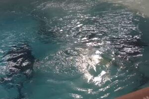 Aqua Hut Scuba and Travel