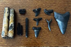 Aquanutz Shark Tooth Diving