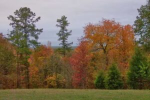 Arcadia Ridge Estate