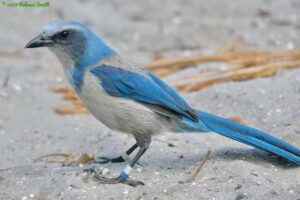 Archaeopteryx Birding and Nature Tours